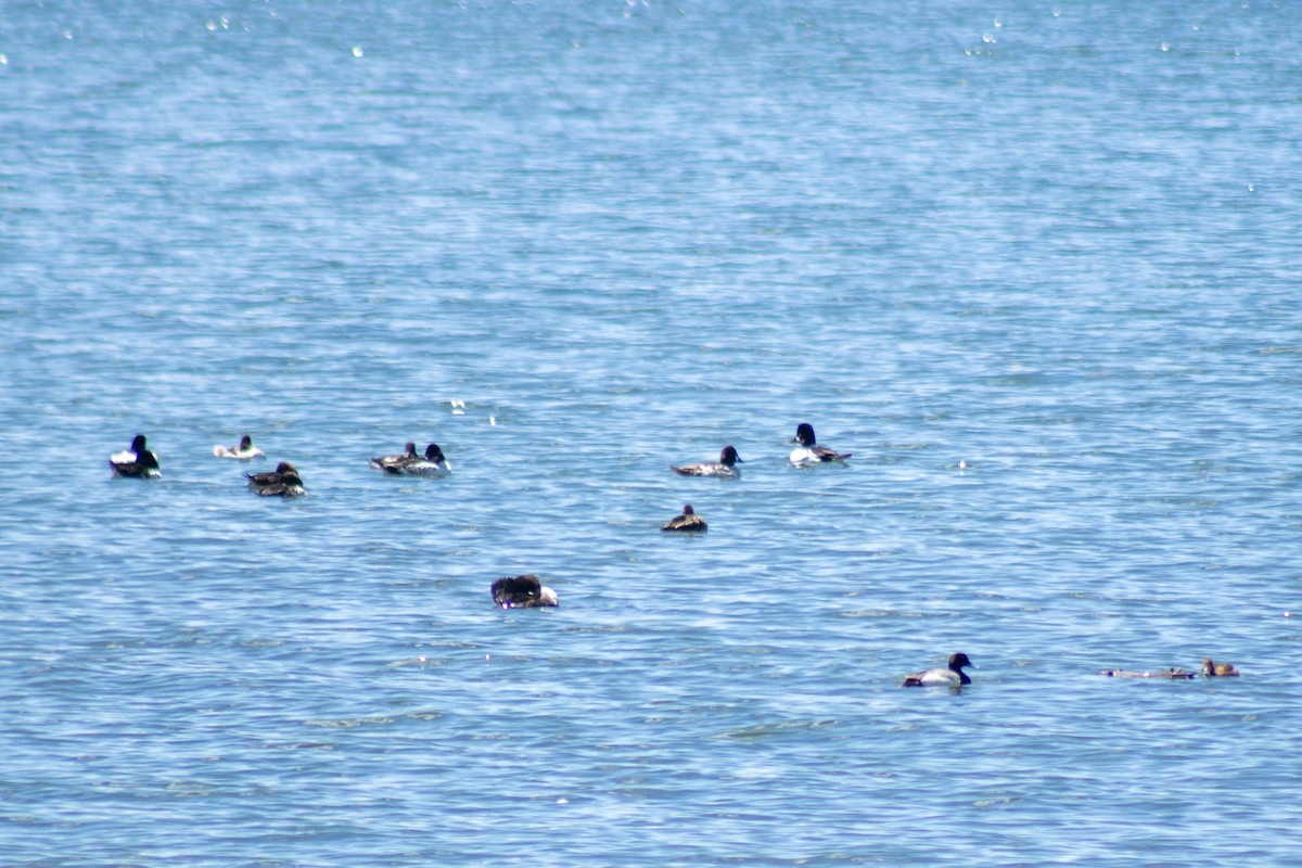 Greater/Lesser Scaup - ML638127291