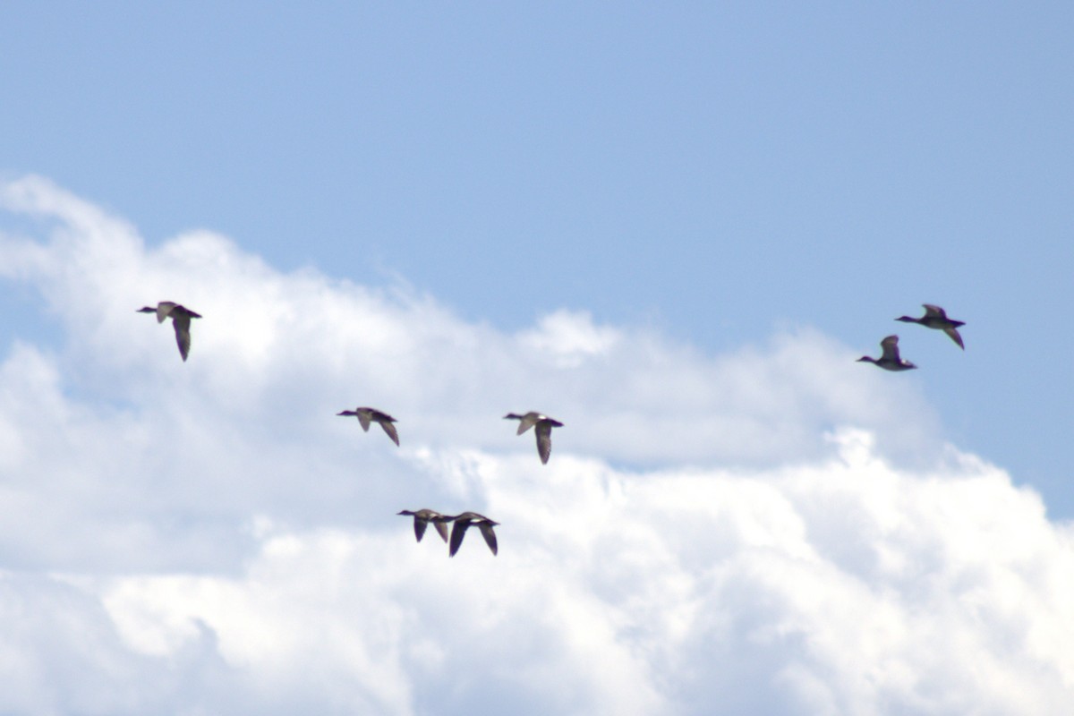 Greater/Lesser Scaup - ML638127292