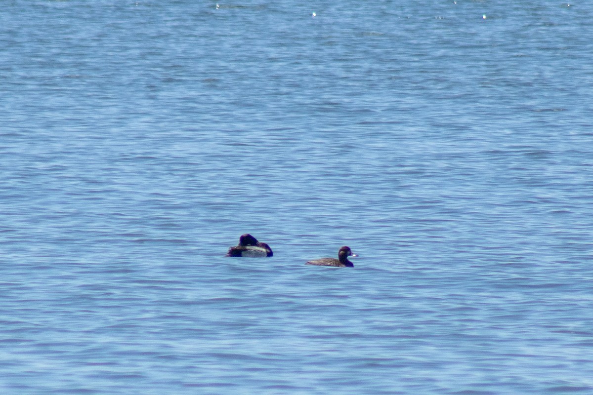 Greater/Lesser Scaup - ML638127293