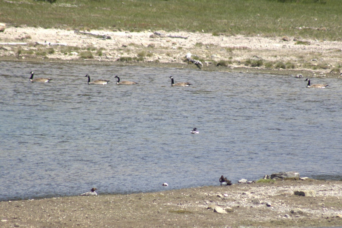 Greater/Lesser Scaup - ML638127294