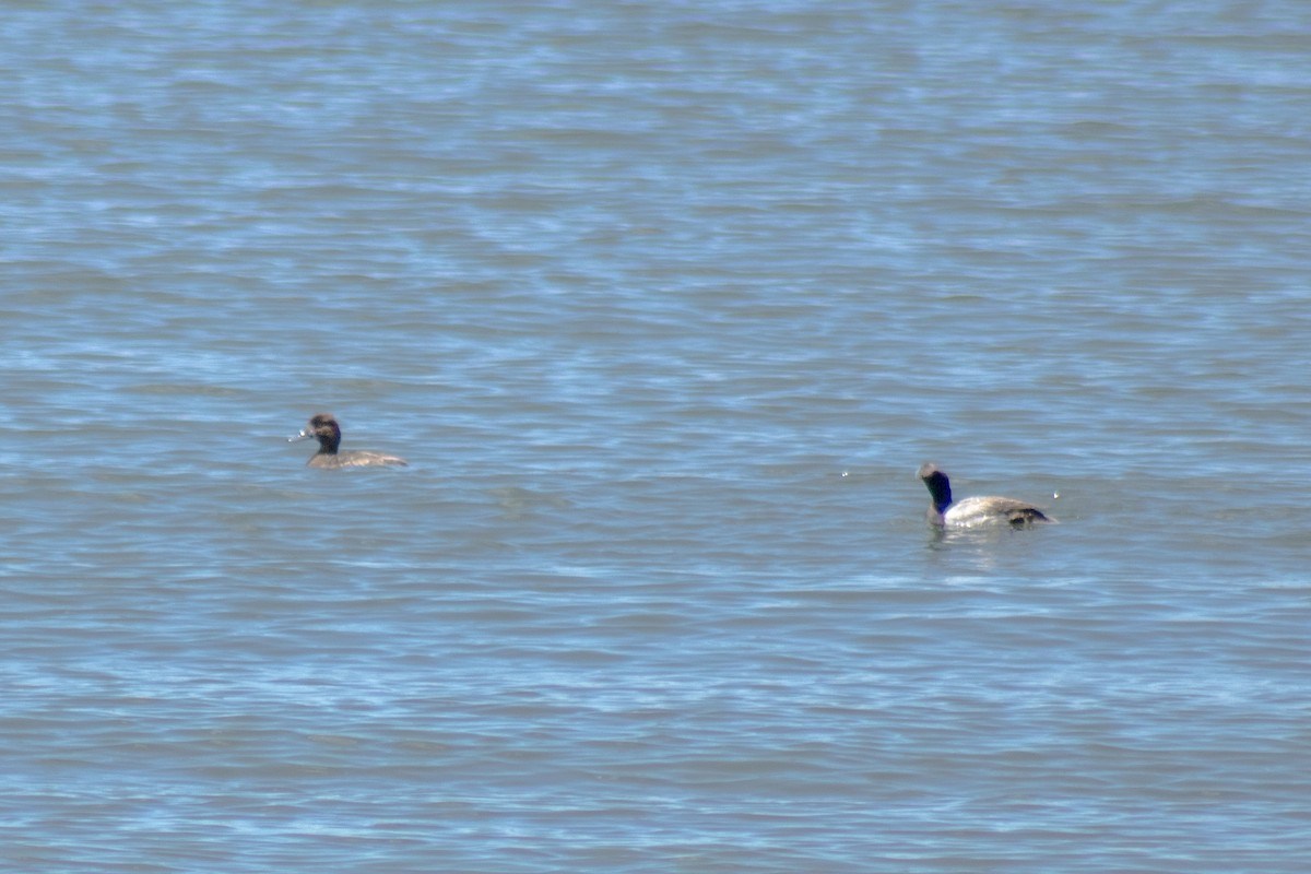 Greater/Lesser Scaup - ML638127295