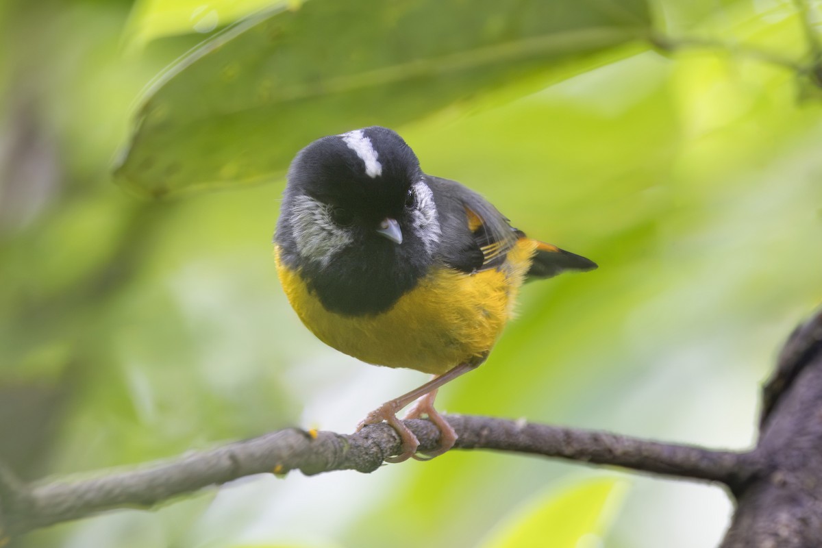 Golden-breasted Fulvetta - ML638127296