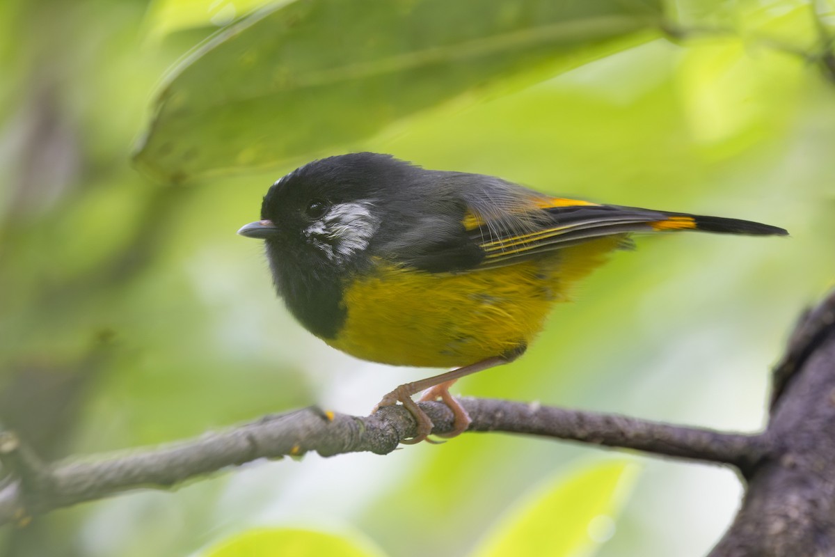 Golden-breasted Fulvetta - ML638127299