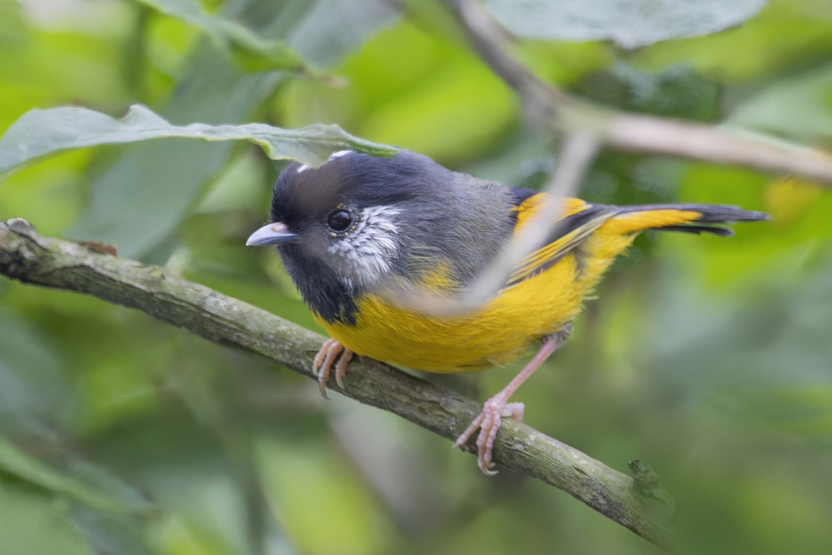 Golden-breasted Fulvetta - ML638127300