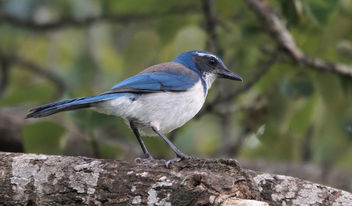 California Scrub-Jay - ML638127302