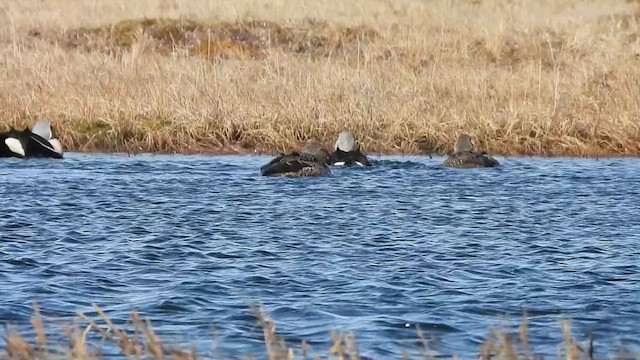 Eider à tête grise - ML638127307