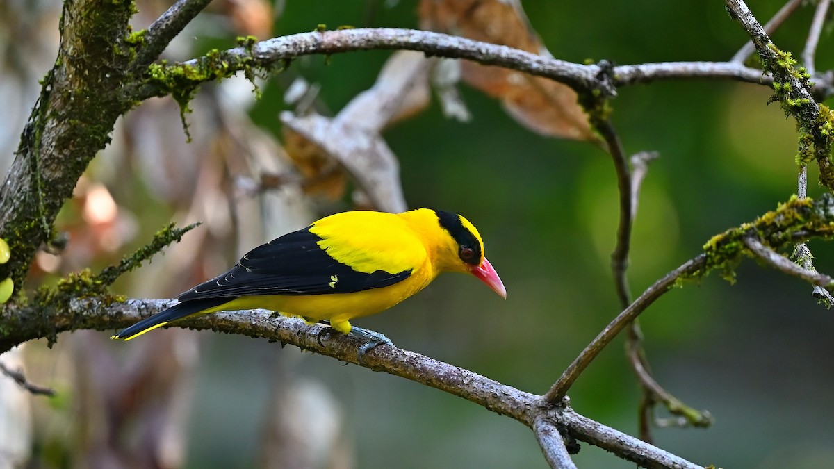 Black-naped Oriole - ML638127328