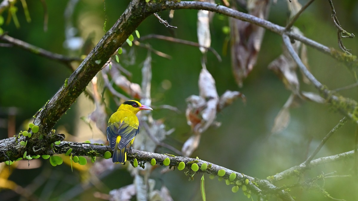 Black-naped Oriole - ML638127329