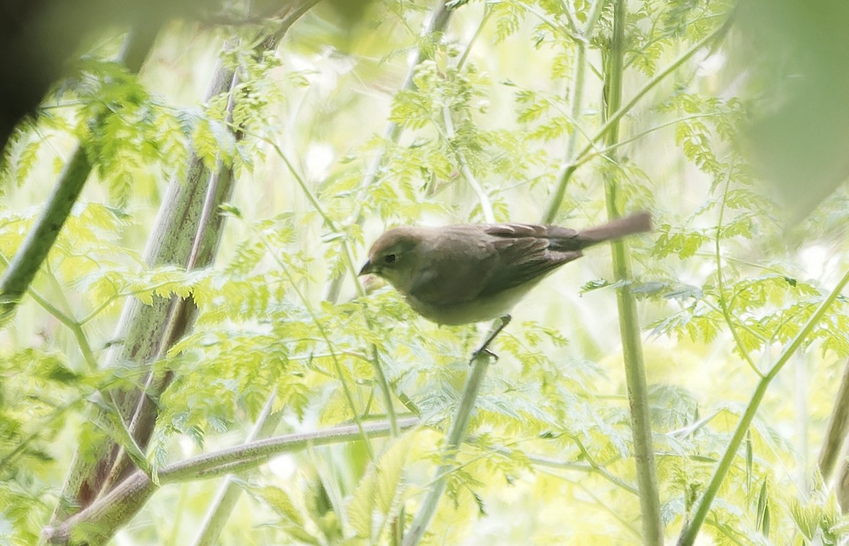 Lazuli/Indigo Bunting - ML638127333