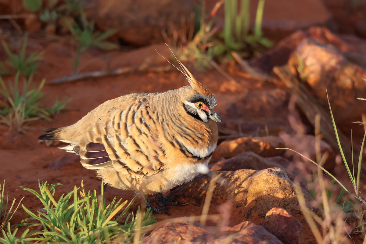 Spinifex Pigeon - ML638127378