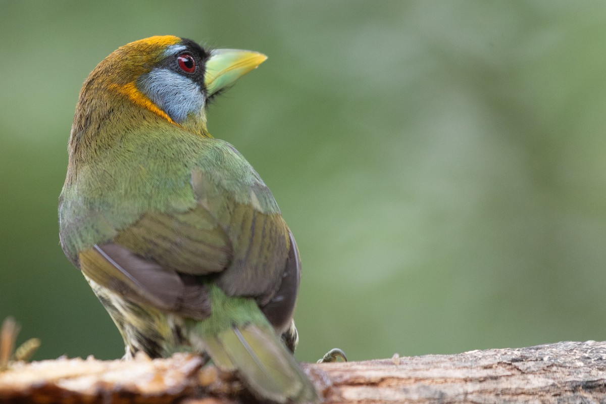 Red-headed Barbet - ML638127380