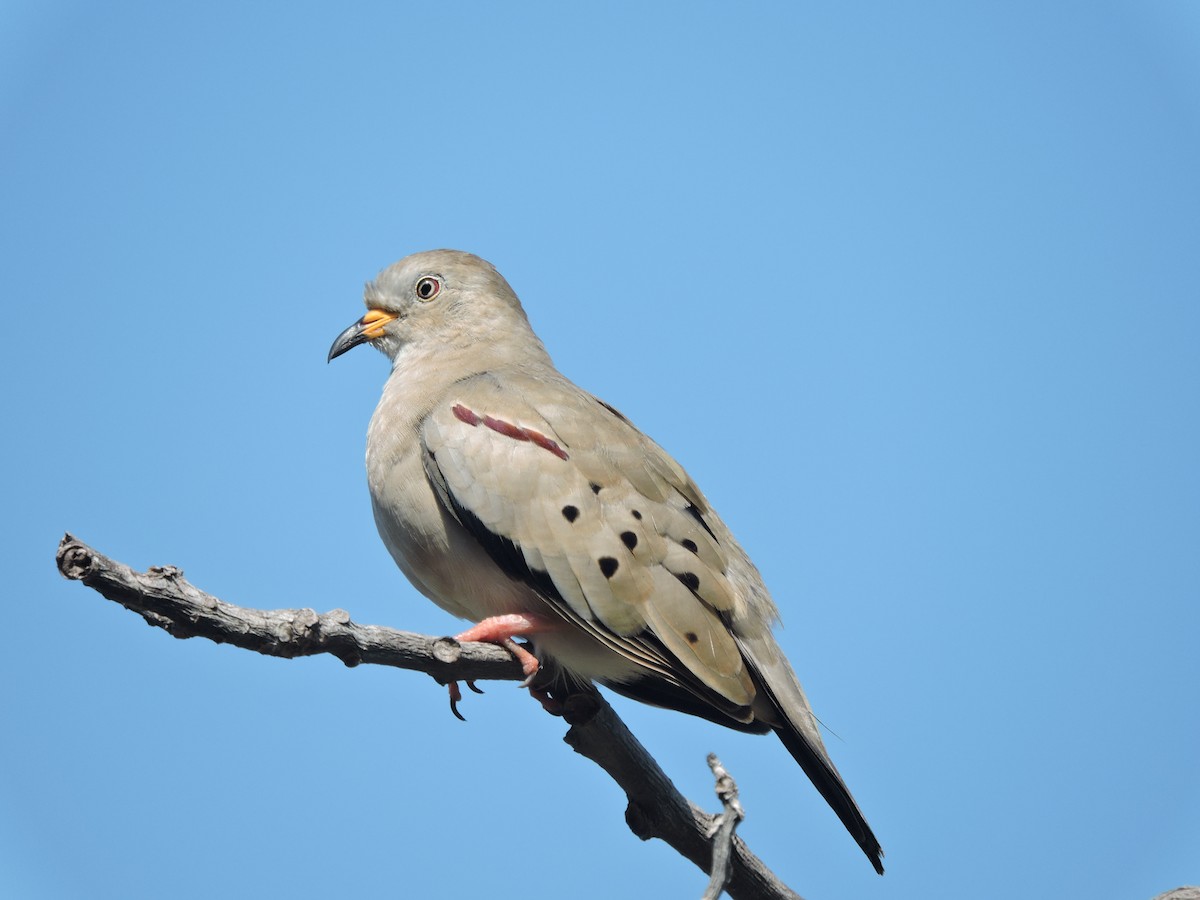 Croaking Ground Dove - ML638127389