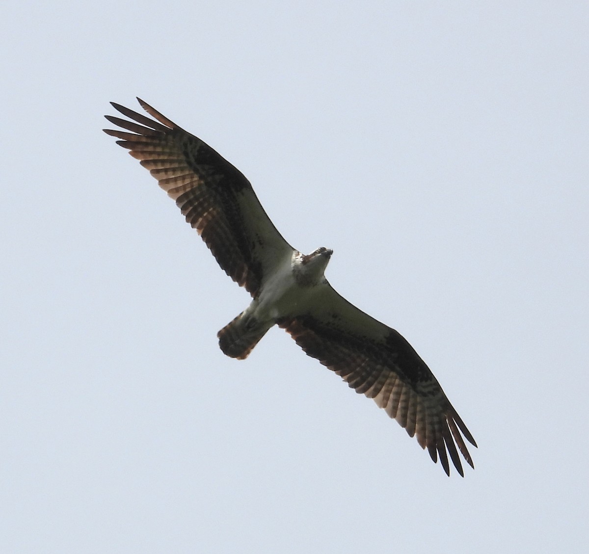 Osprey - ML638127409