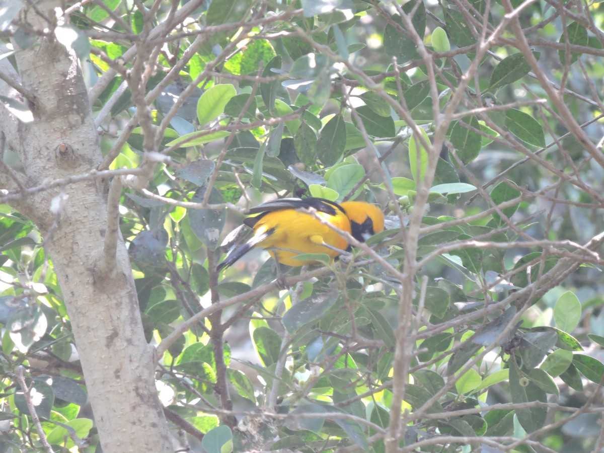 White-edged Oriole - ML638127421