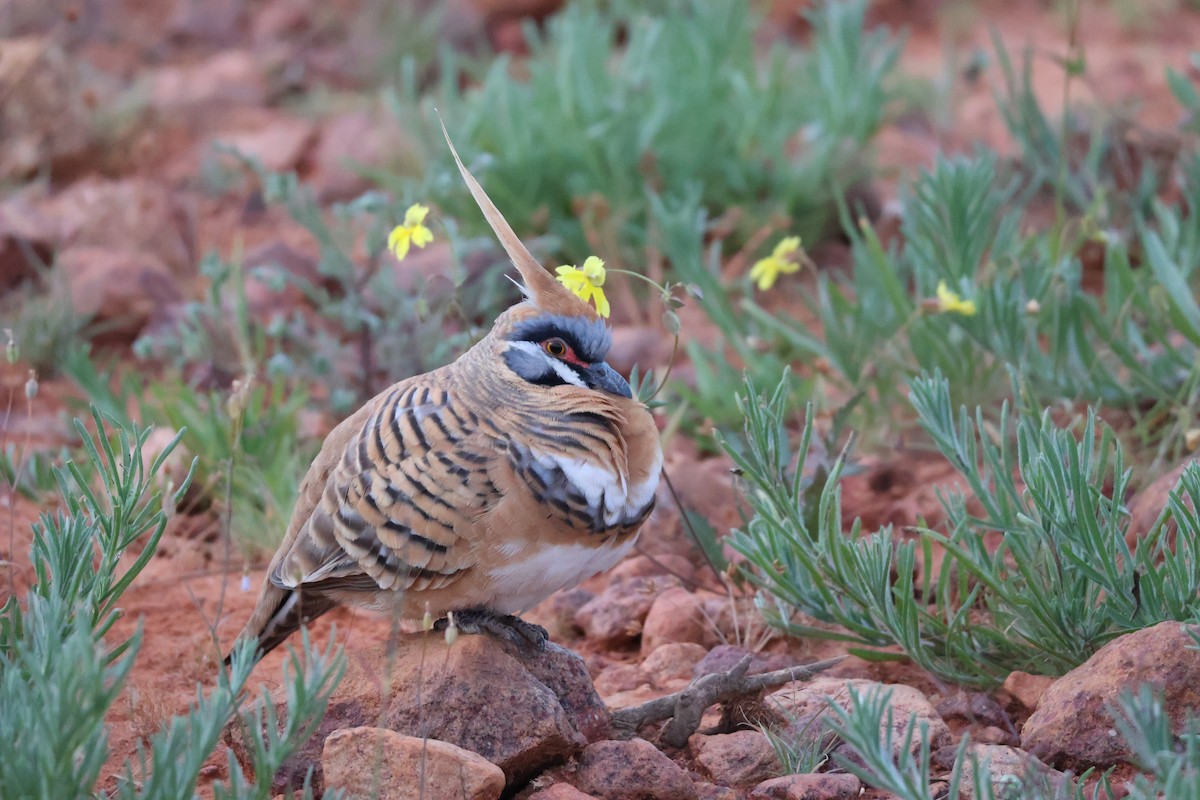 Spinifex Pigeon - ML638127429
