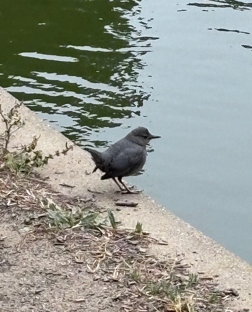 American Dipper - ML638127452