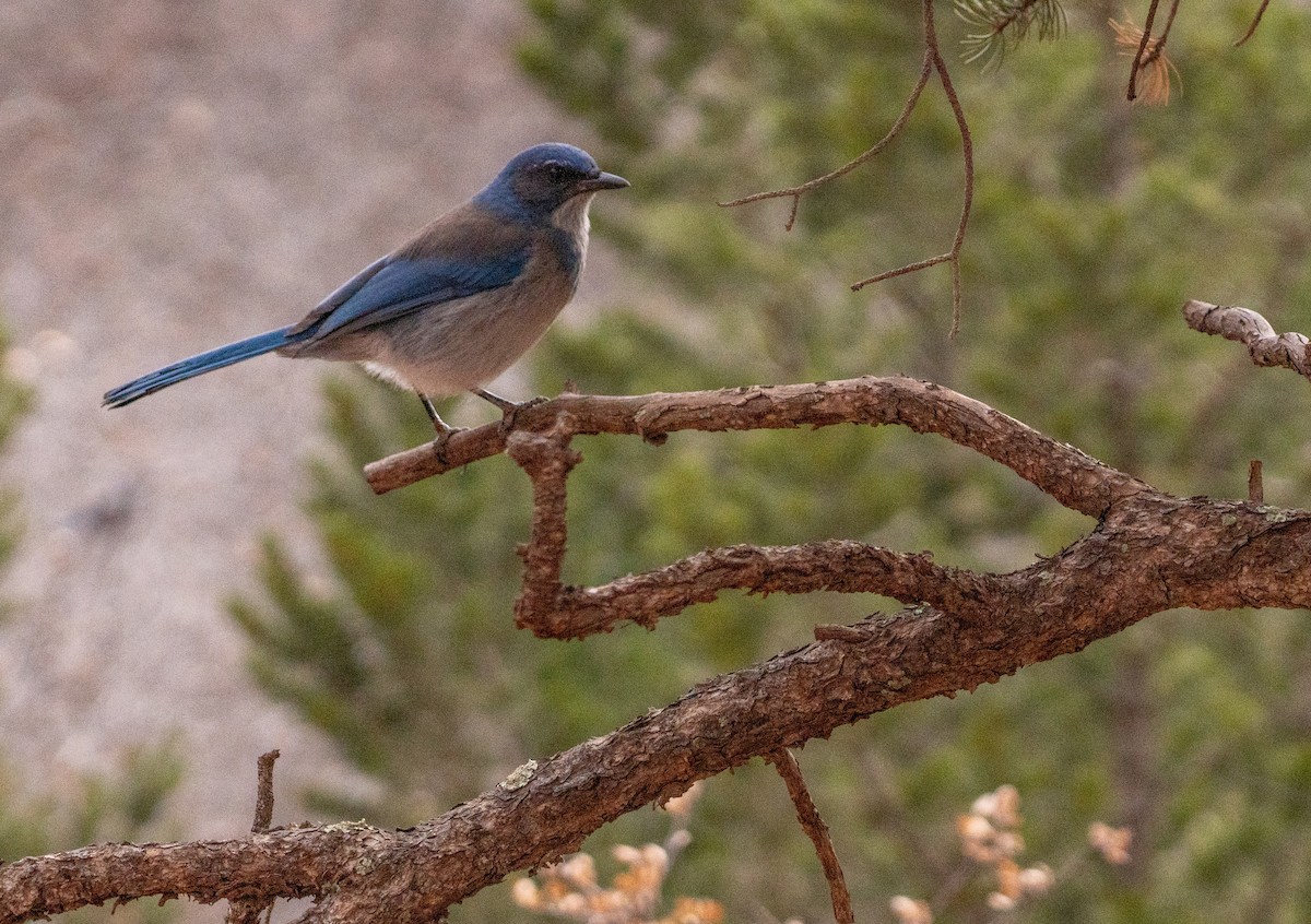 Woodhouse's Scrub-Jay - ML638127464