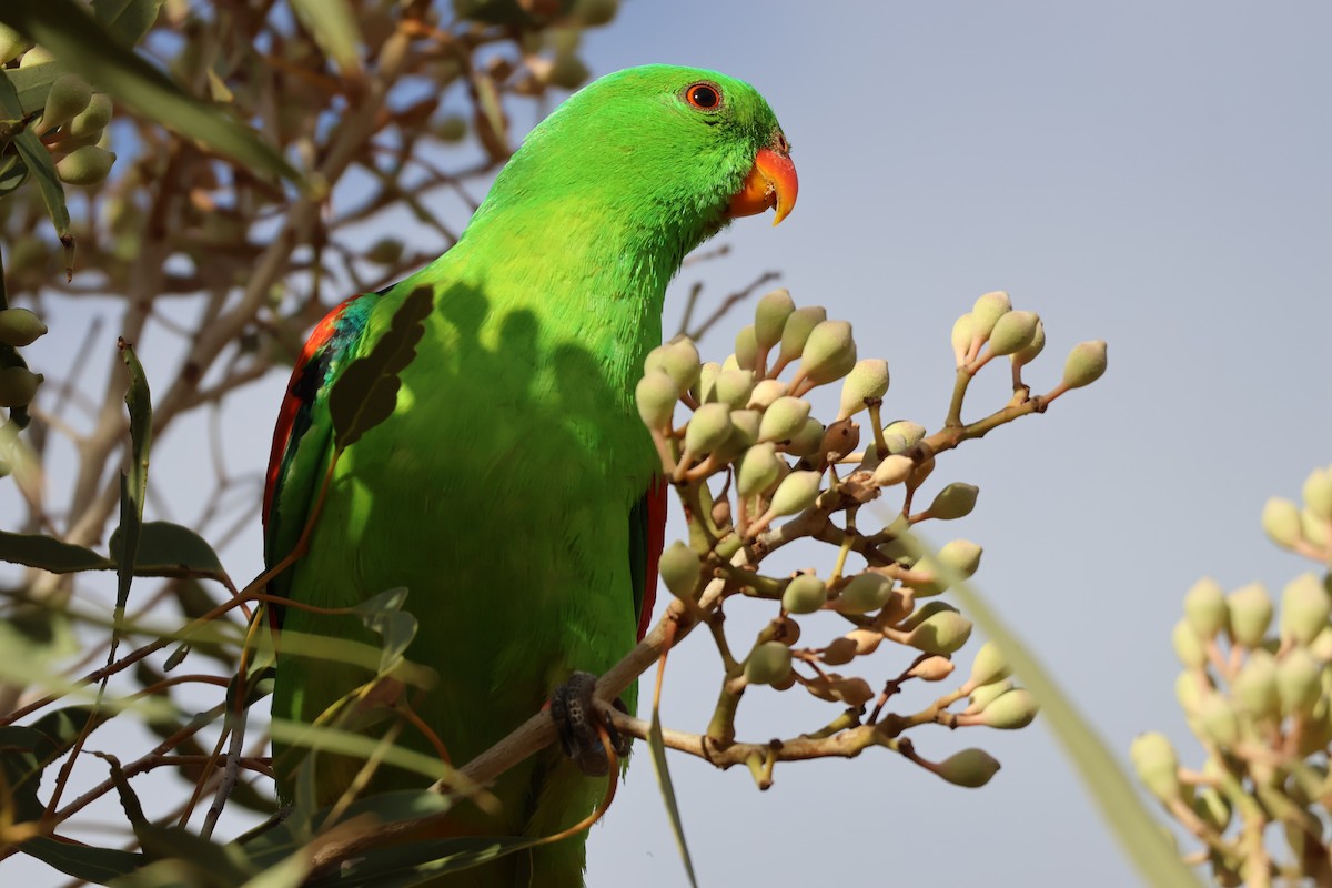 Red-winged Parrot - ML638127473