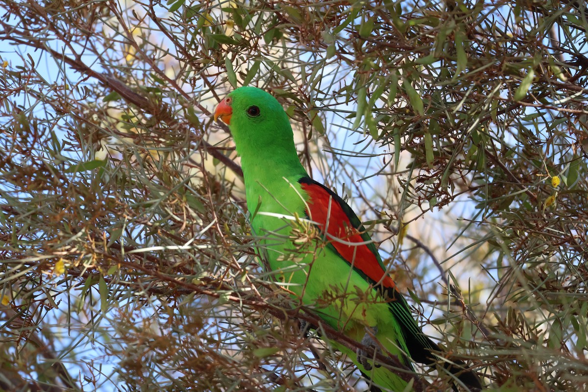 Red-winged Parrot - ML638127474