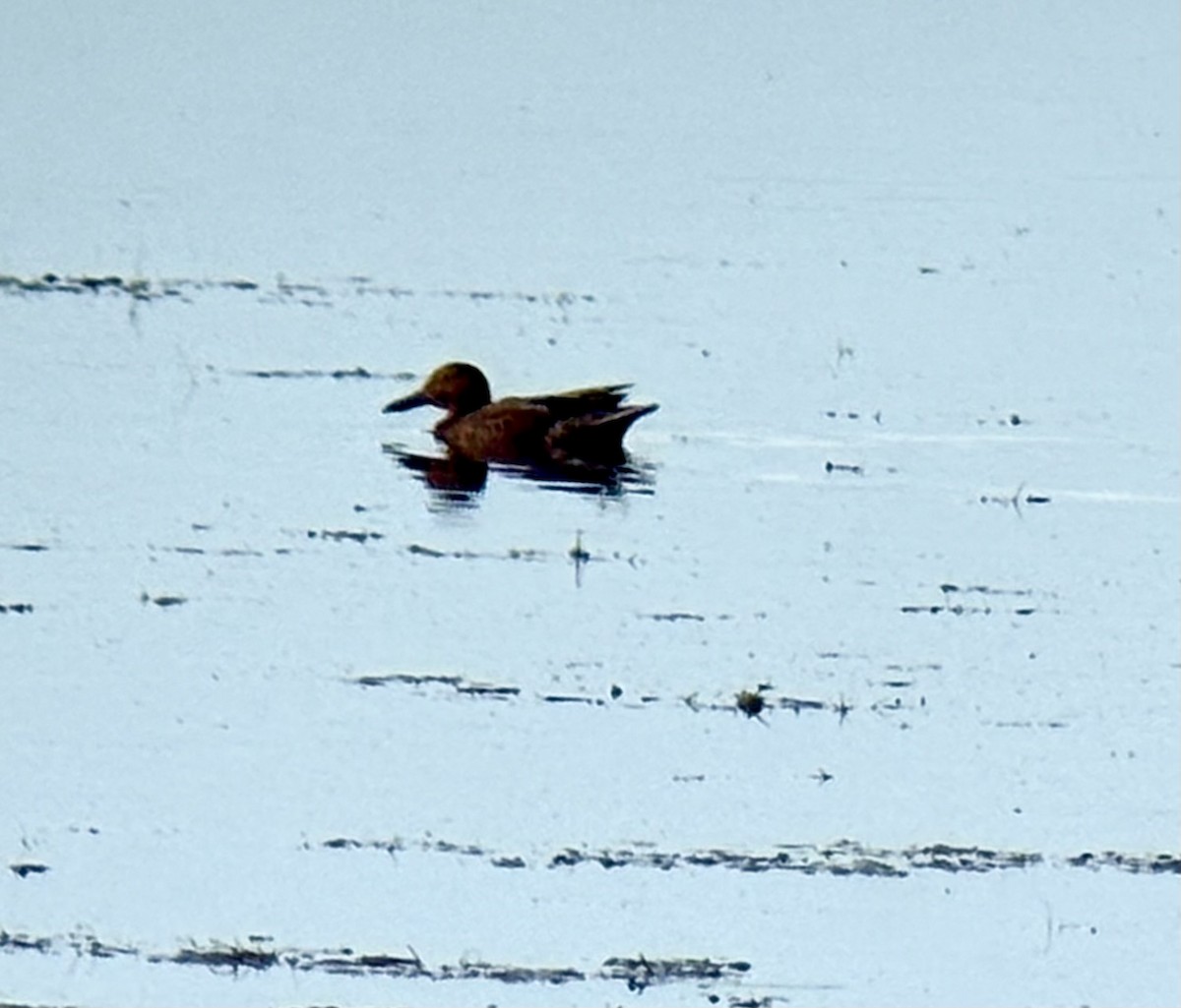 Cinnamon Teal - ML638127479