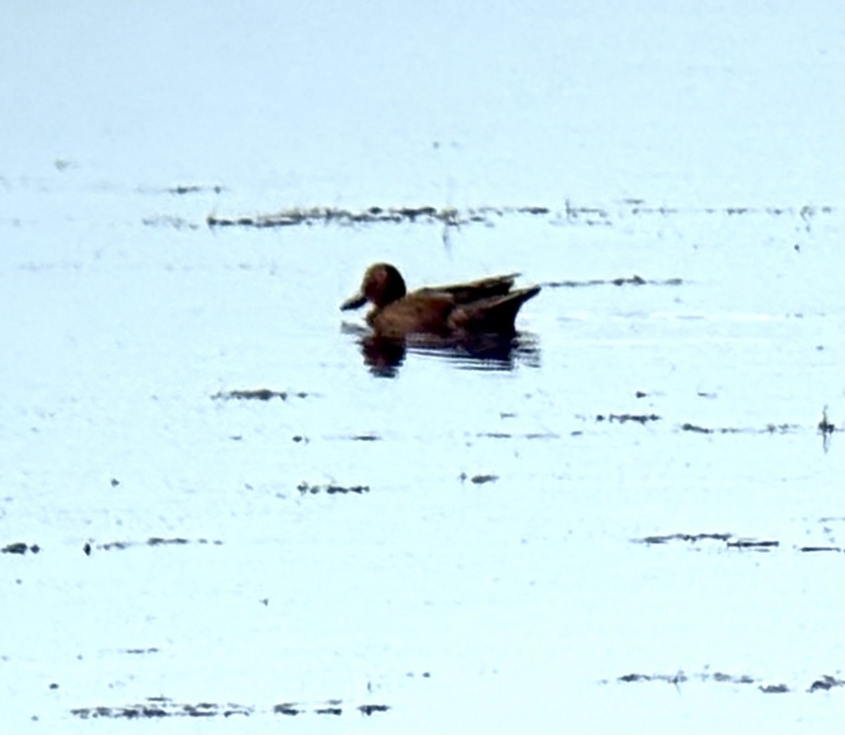 Cinnamon Teal - ML638127480