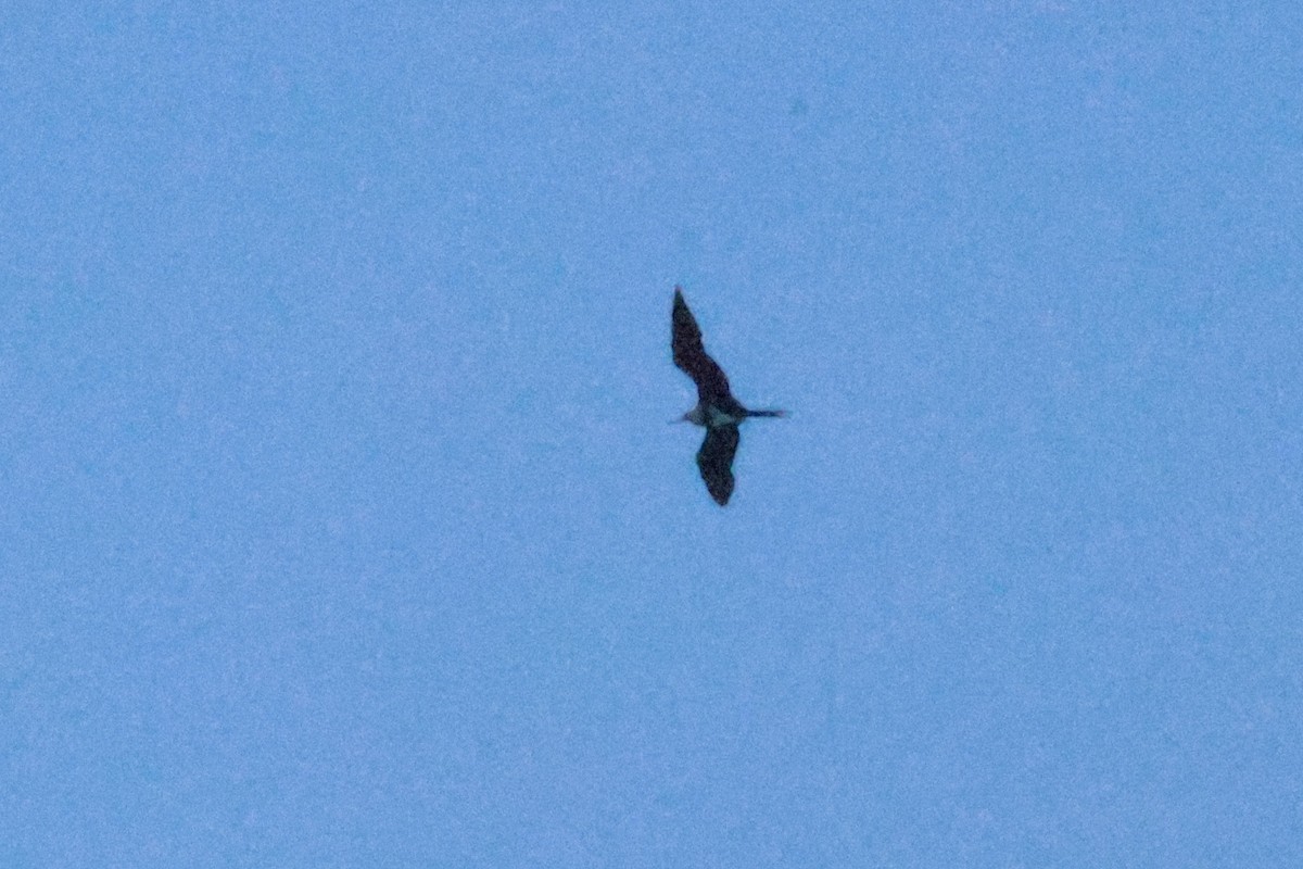 Lesser Frigatebird (Lesser) - ML638127483
