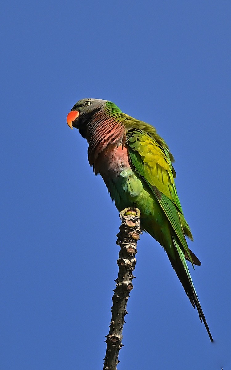 Red-breasted Parakeet - ML638127507