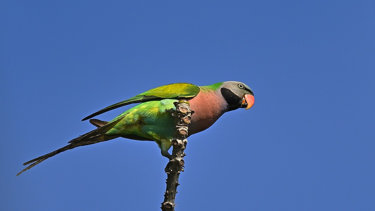 Red-breasted Parakeet - ML638127509
