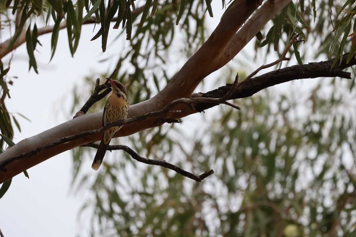 Spiny-cheeked Honeyeater - ML638127539