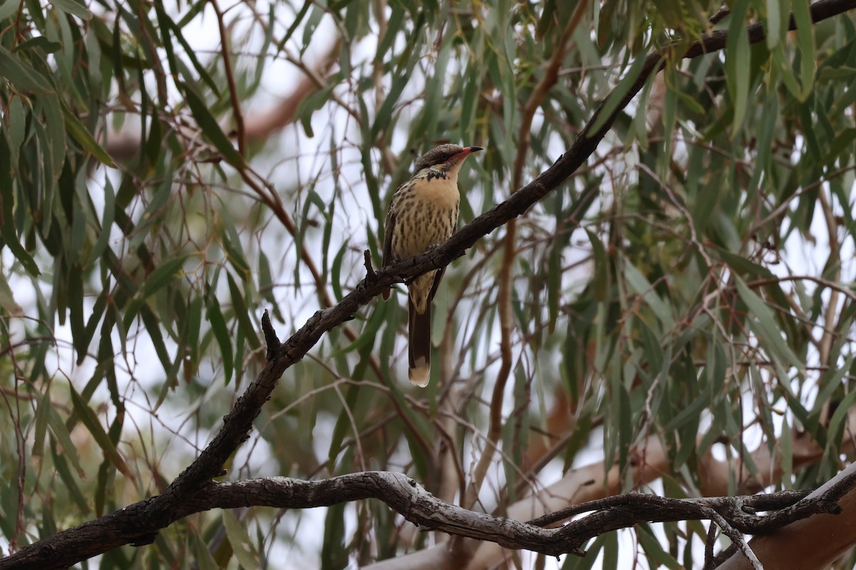 Spiny-cheeked Honeyeater - ML638127541