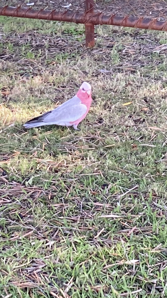 kakadu růžový - ML638127581