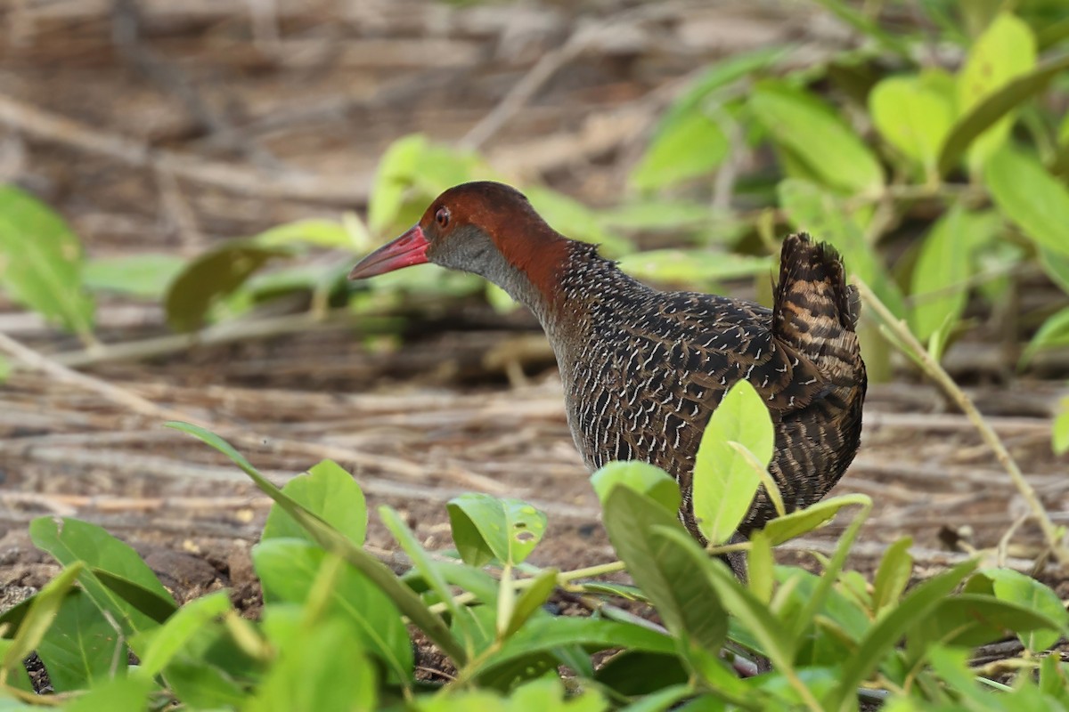 Slaty-breasted Rail - ML638127595