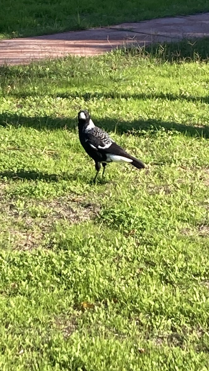 flétňák australský - ML638127608