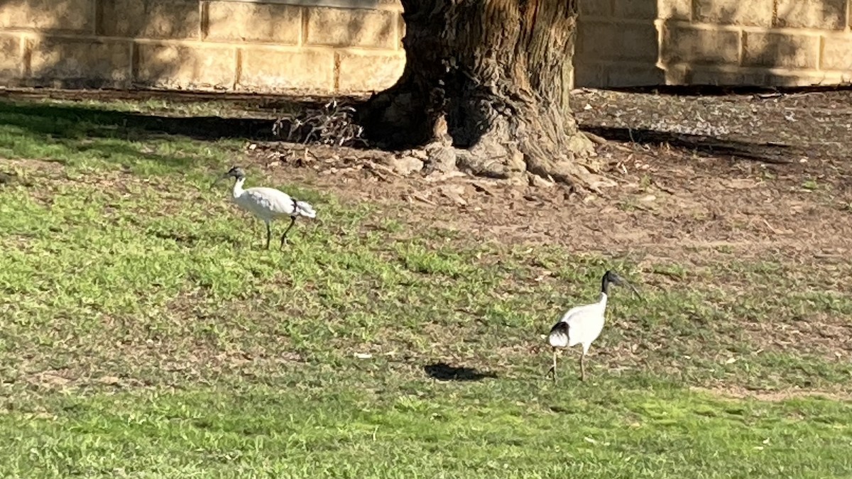 ibis australský - ML638127613