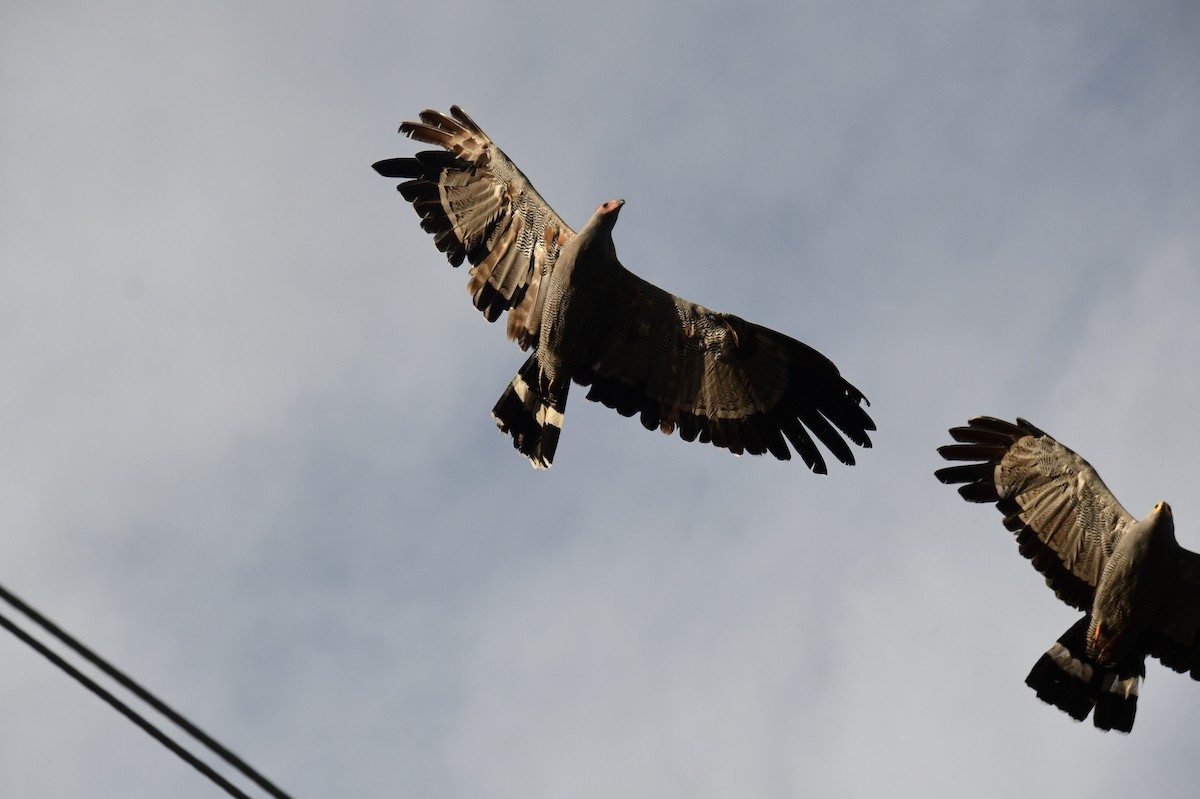 African Harrier-Hawk - ML638127621