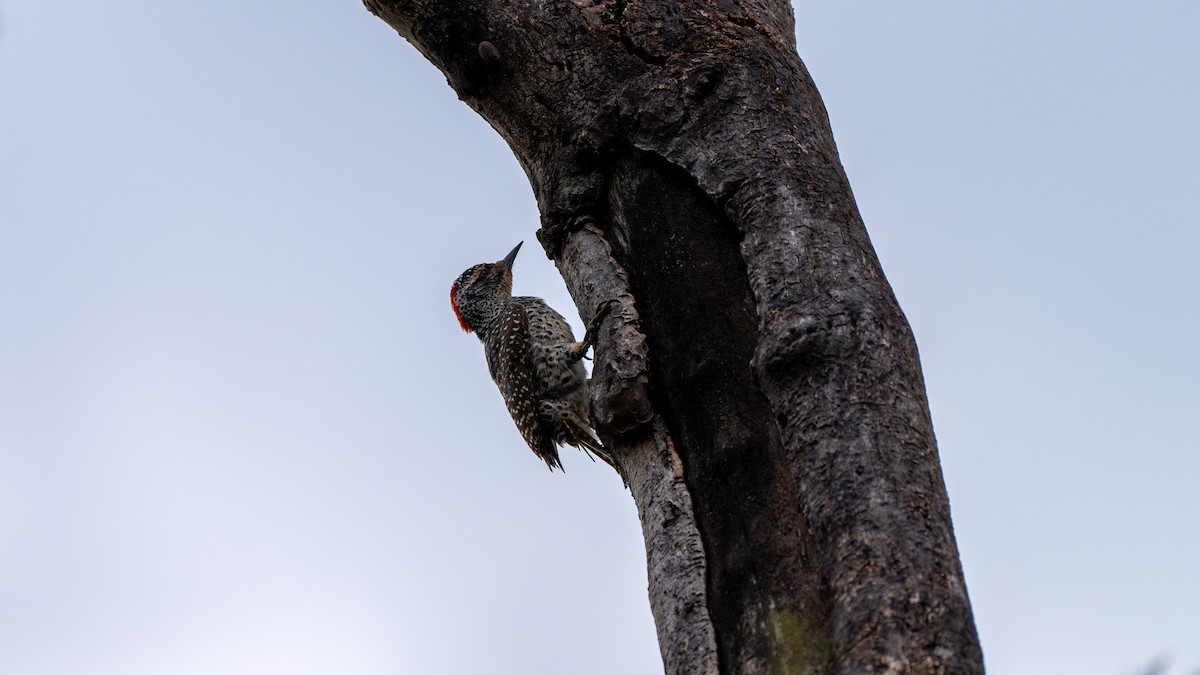 Nubian Woodpecker - ML638127626