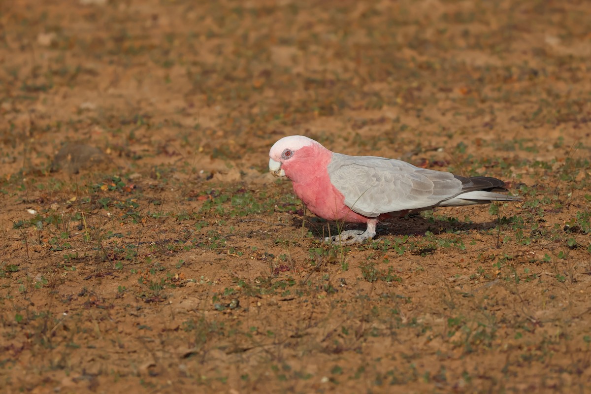 Galah - ML638127687