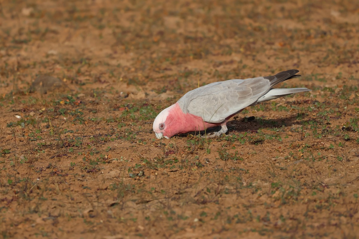 Galah - ML638127692
