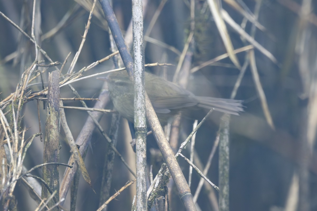 Aberrant Bush Warbler - ML638127694