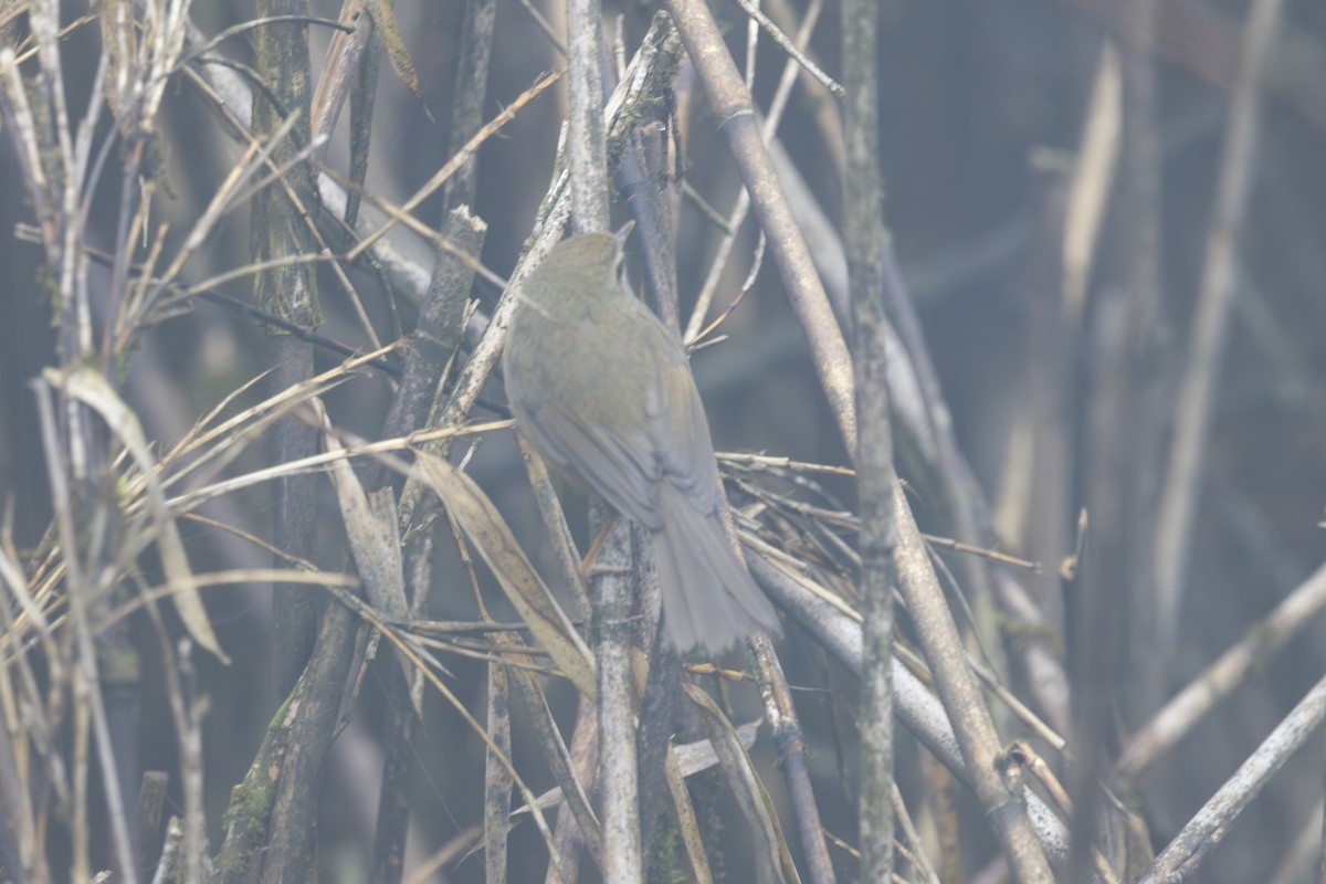 Aberrant Bush Warbler - ML638127696