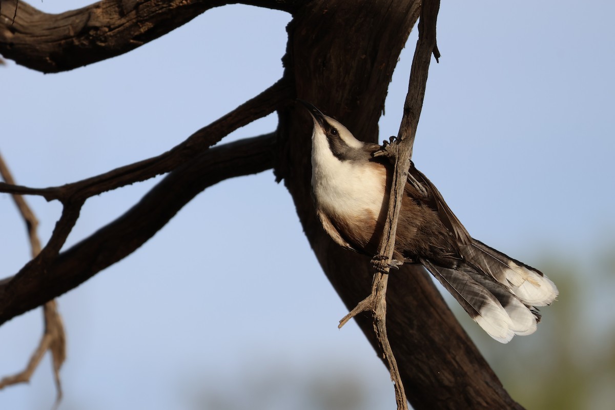 Gray-crowned Babbler - ML638127698