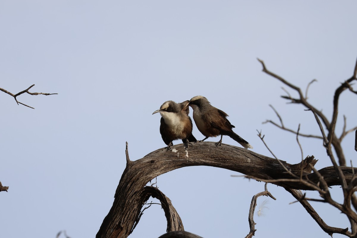 Gray-crowned Babbler - ML638127705