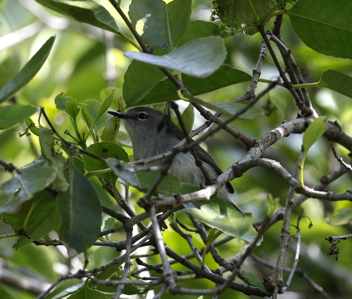 Norfolk Island Gerygone - ML638127735