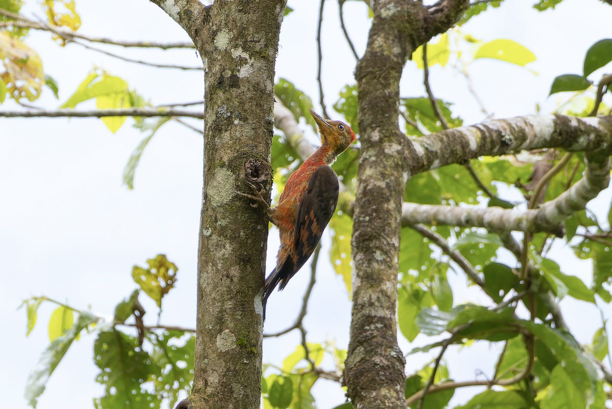 Orange-backed Woodpecker - ML638127746