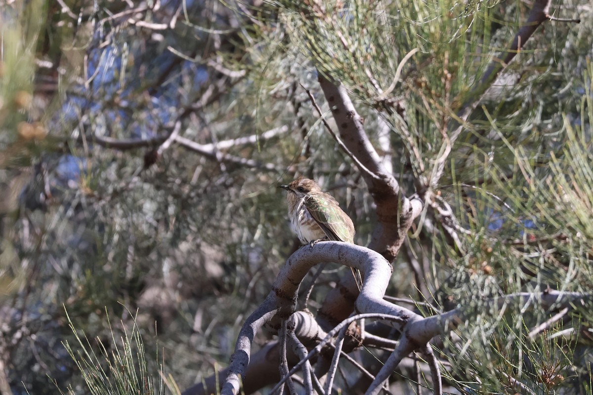 Horsfield's Bronze-Cuckoo - ML638127752