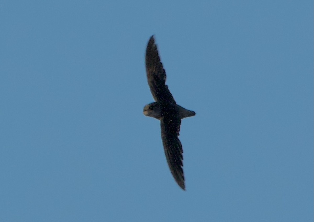 Vaux's Swift - ML638127755