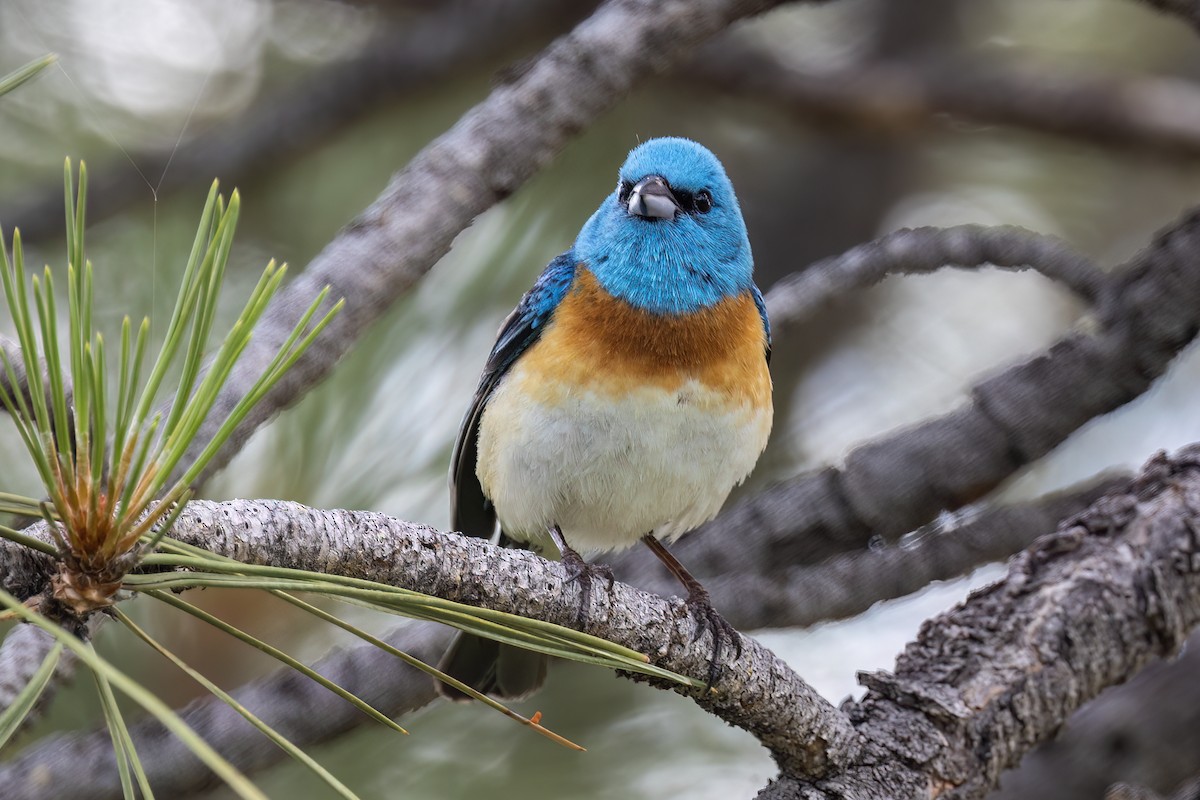 ムネアカルリノジコ - ML638127763