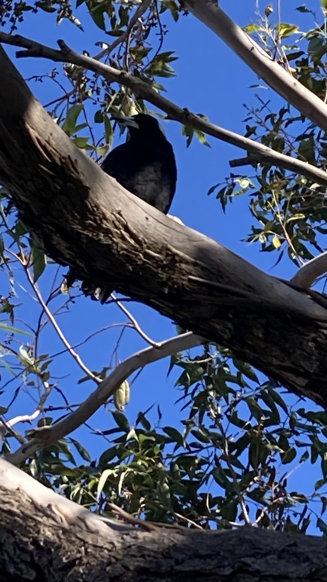 flétňák australský - ML638127812