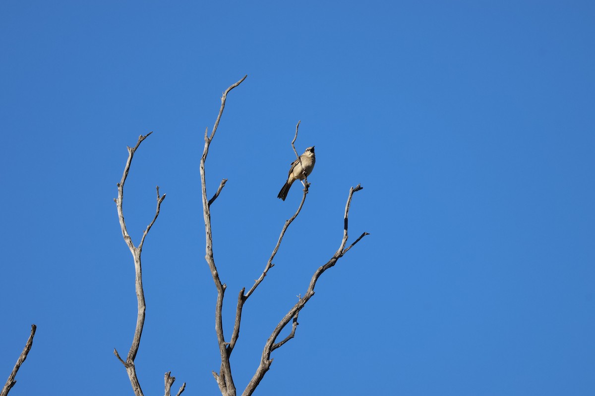 Rufous Songlark - ML638127821