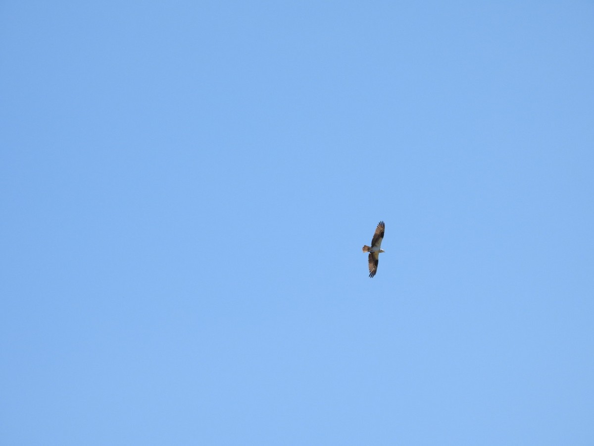 Osprey - ML638127880